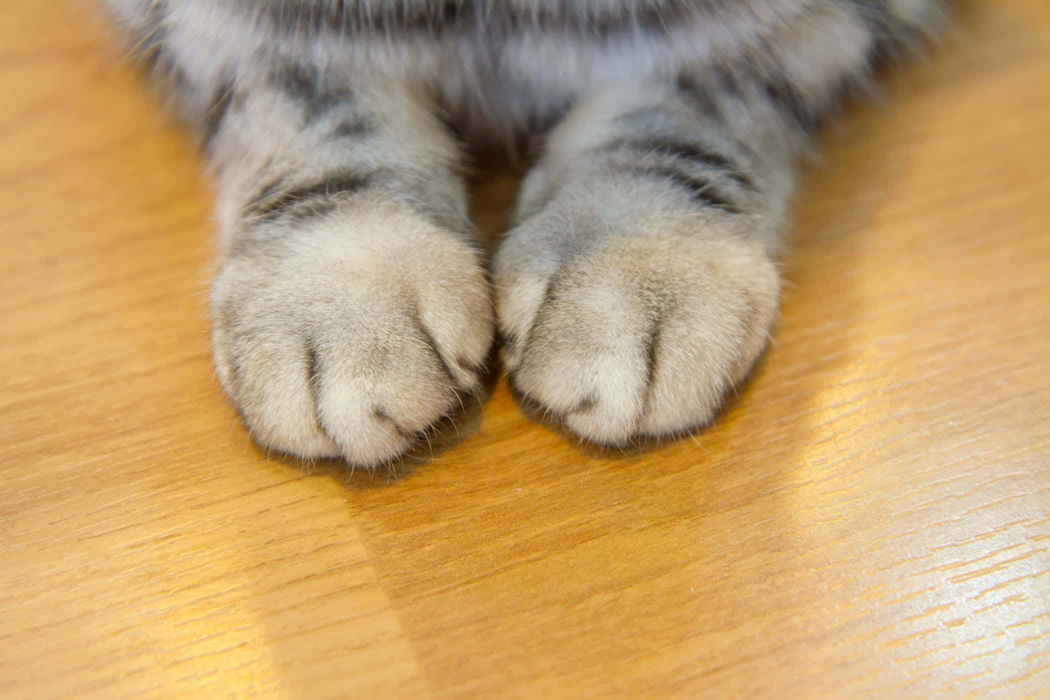 32 Paw Some Facts About Cats