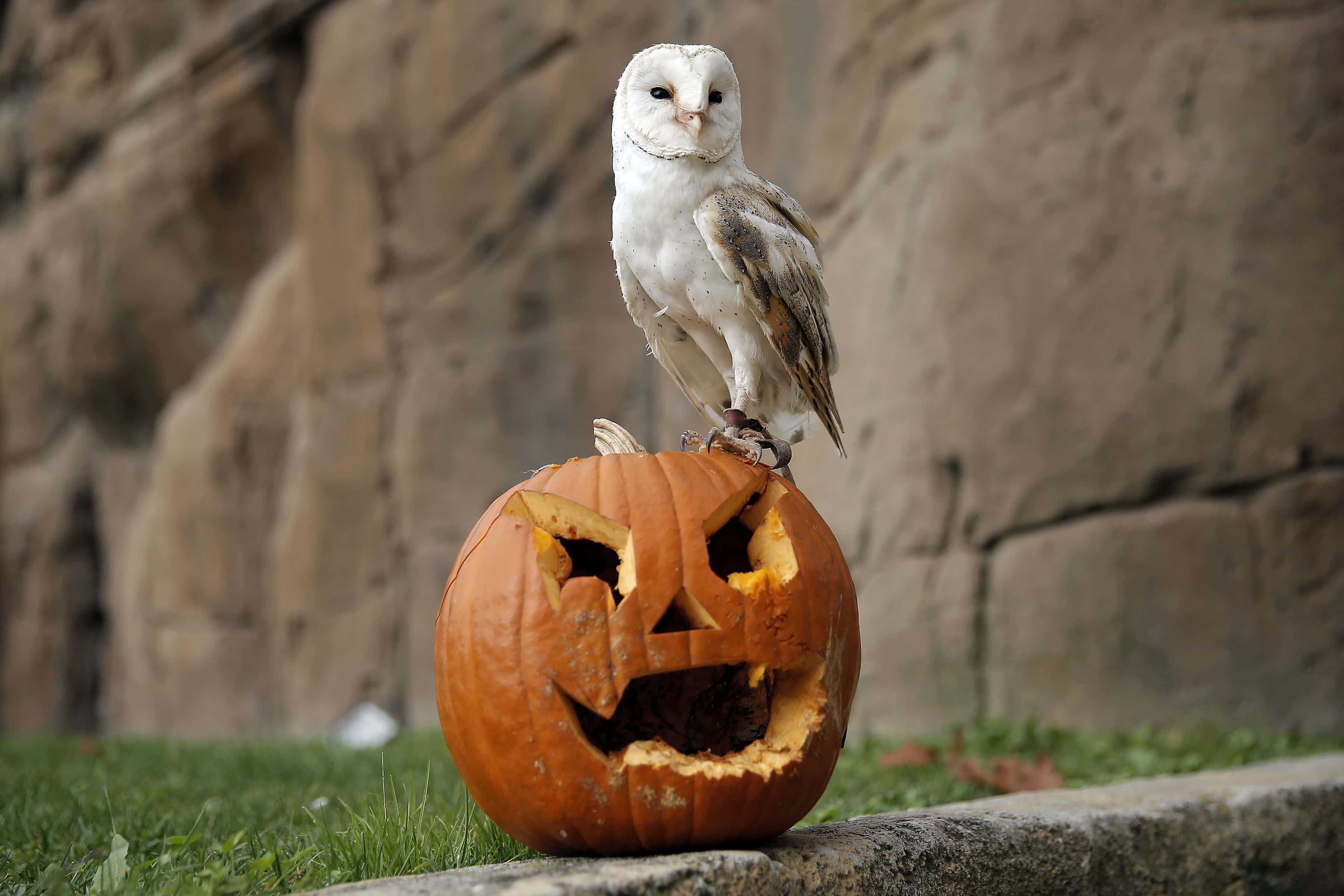 13 thrilling facts we bet you didn't know about Halloween ‹ GO Blog