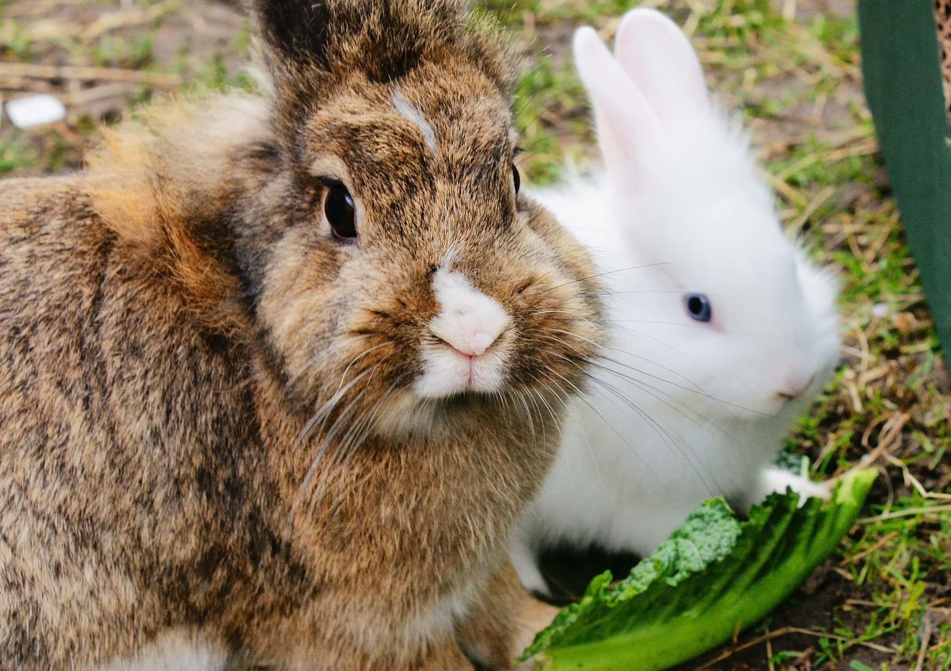 This rabbit. Кролики. Фотосессия с кроликом. Кролики и крольчата.