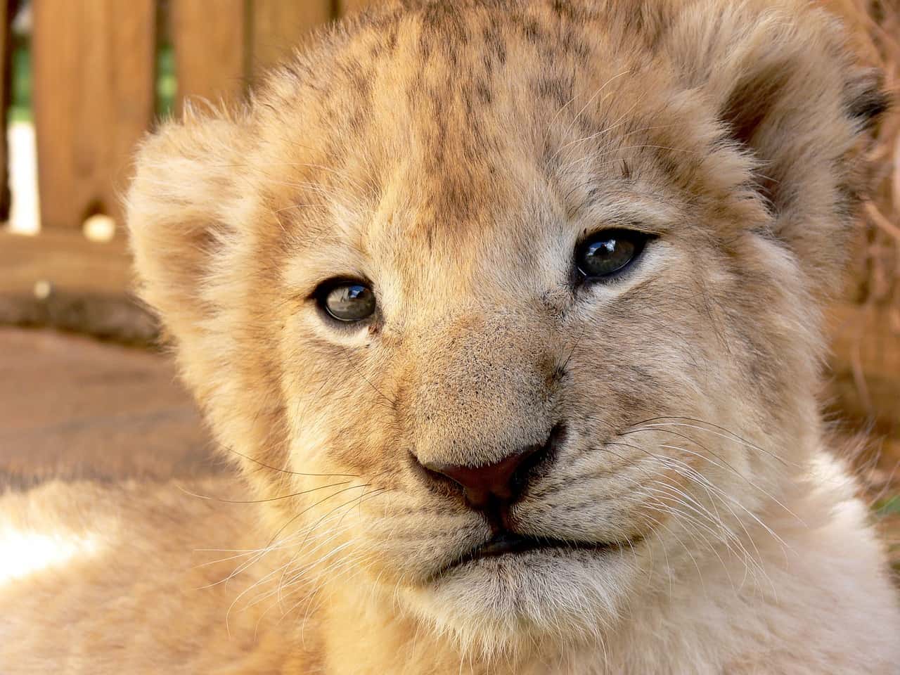 The New Simba From The Lion King is Based on a Dallas Zoo Cub