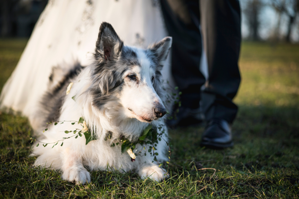 Dog  at wedding