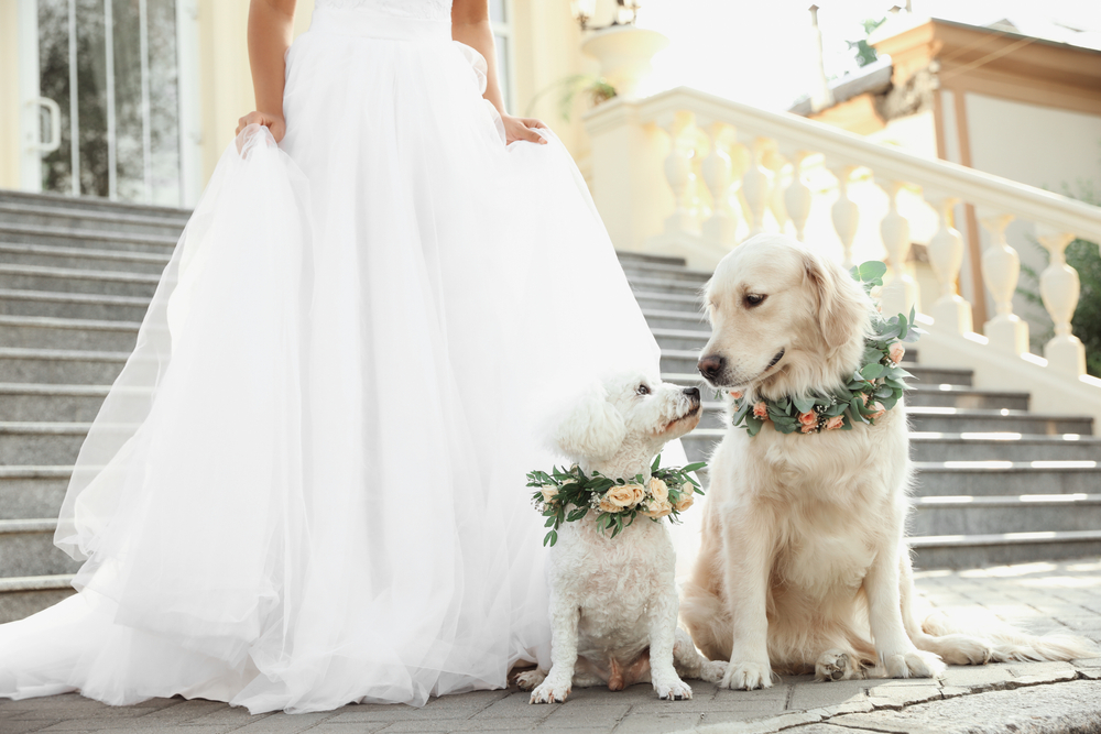 Bride and adorable dogs wearing wreaths made of beautiful flowers outdoors