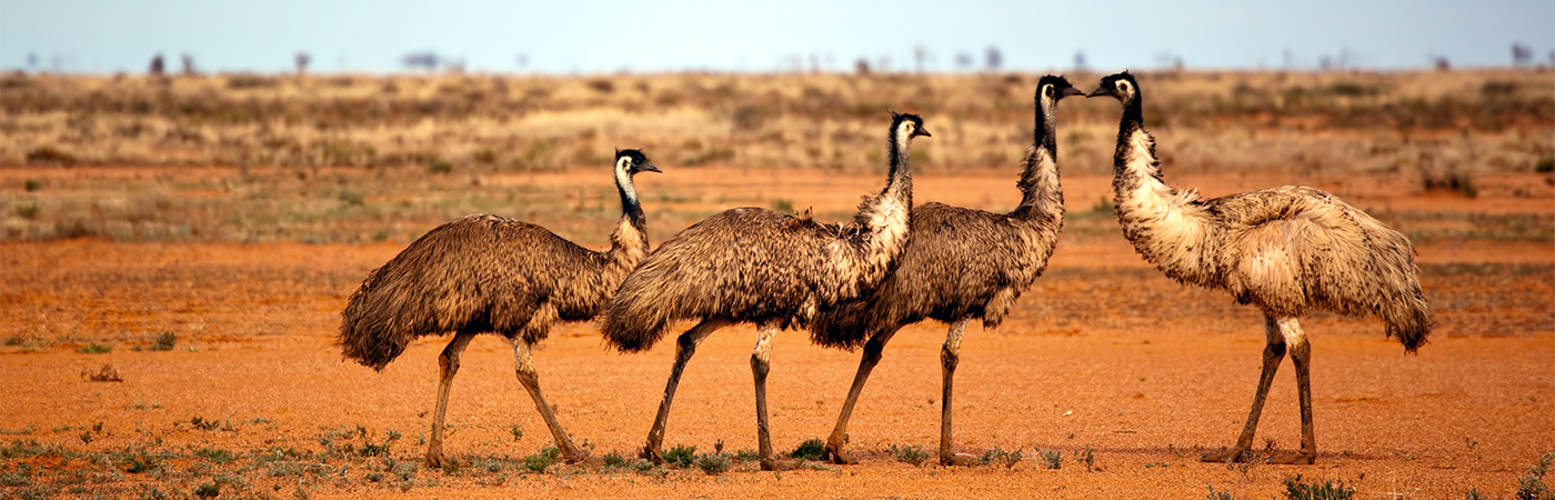 Man Vs Bird: The Great Emu War Of 1932