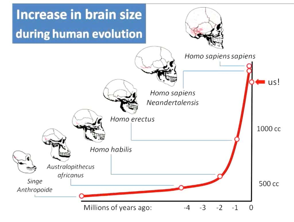 43 Wild Facts About Human Evolution