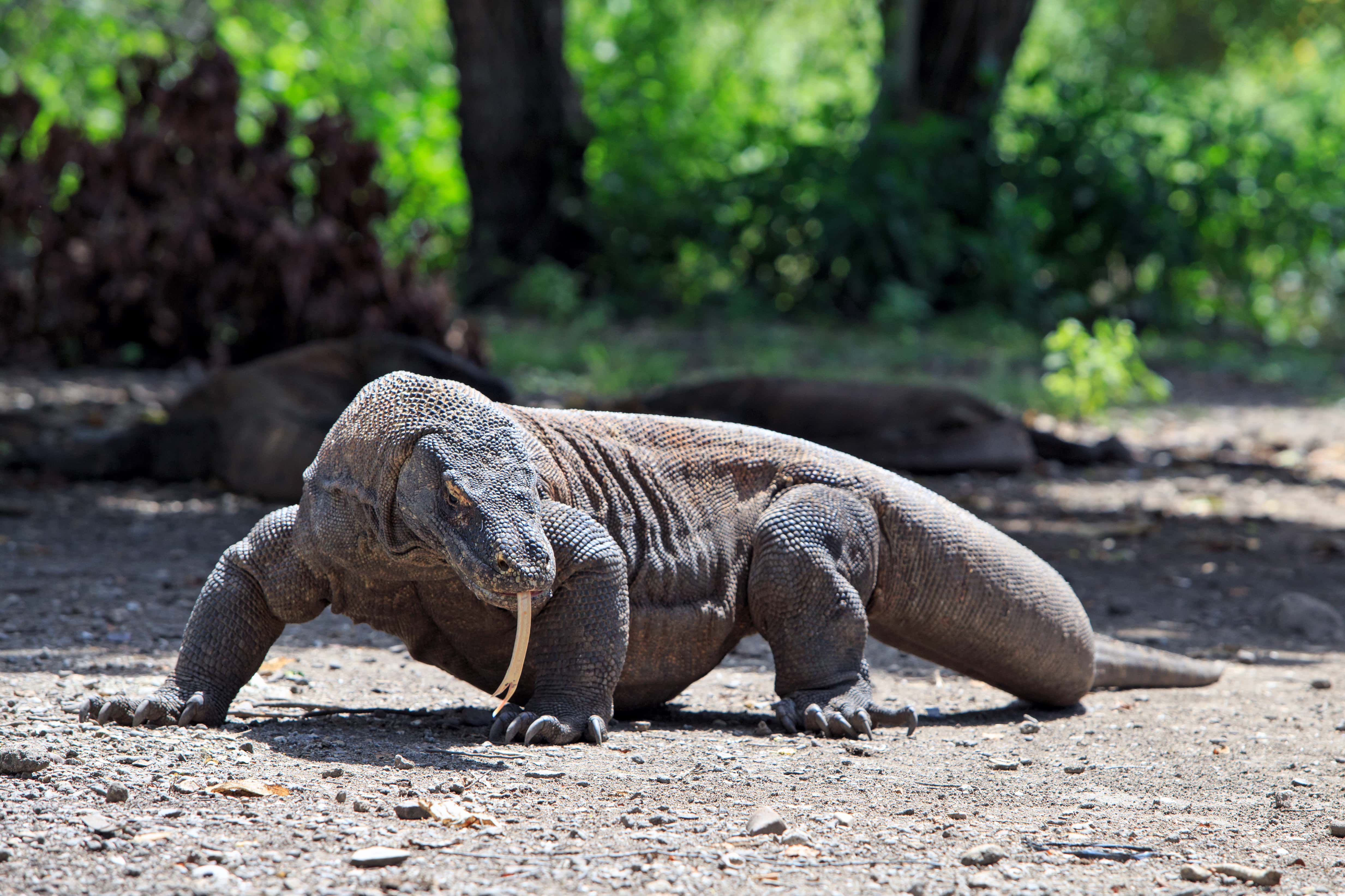 What Is The Most Deadly Animal On Land