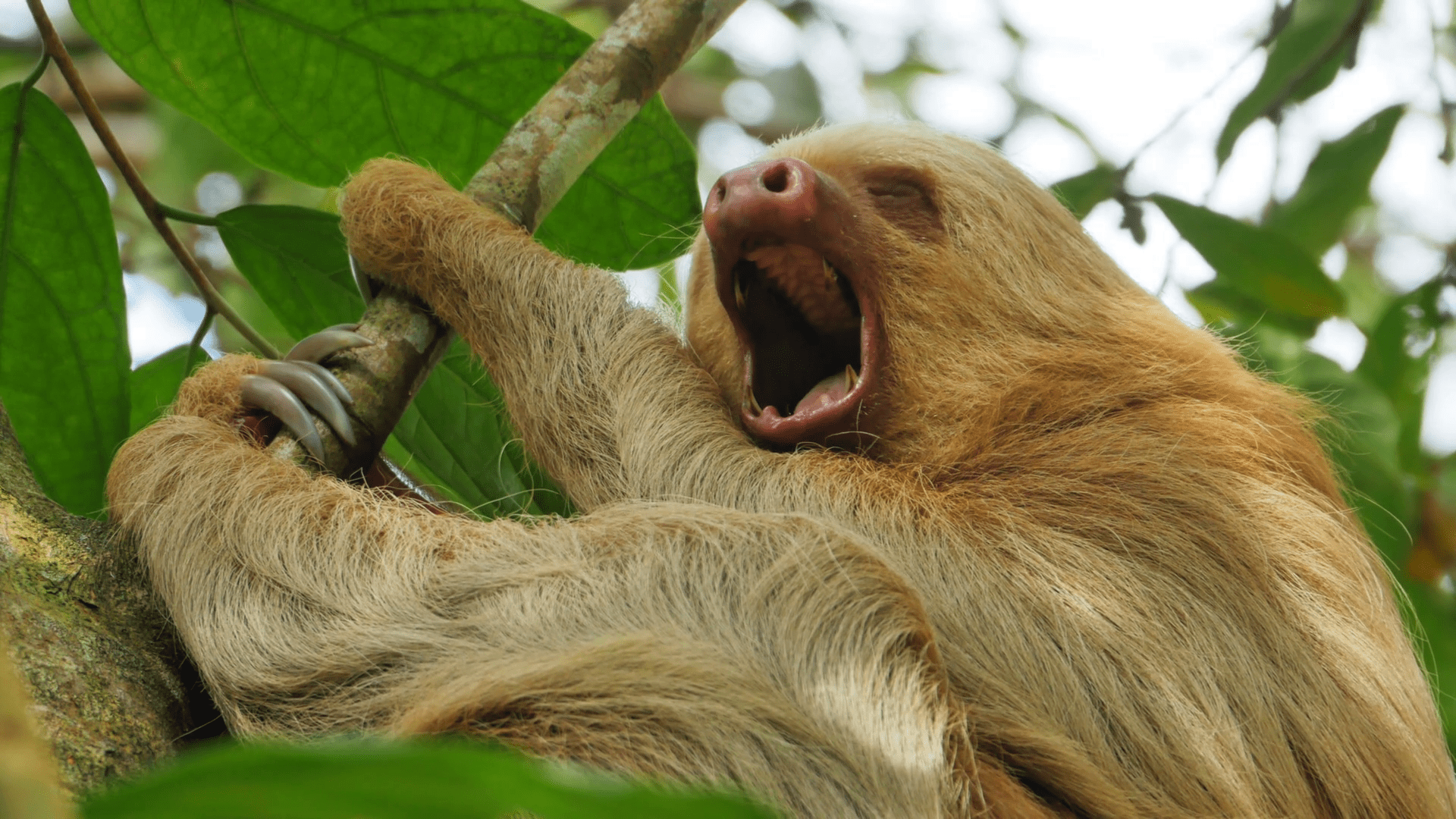 big cuddly sloth