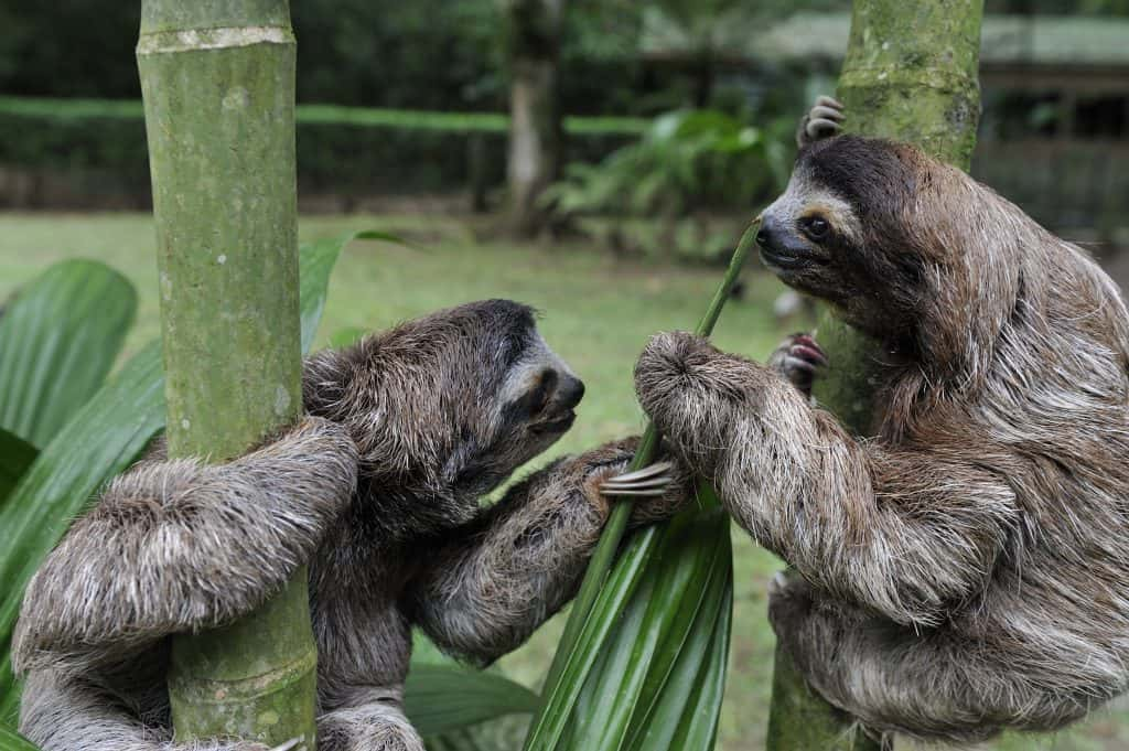 42 Slow Facts About Sloths 