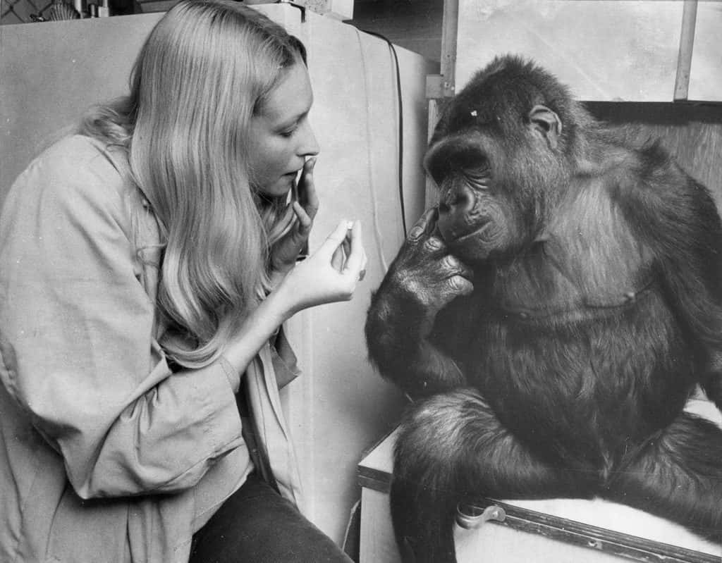 Heartwarming Facts About Koko The Gorilla Who Knew Sign Language 