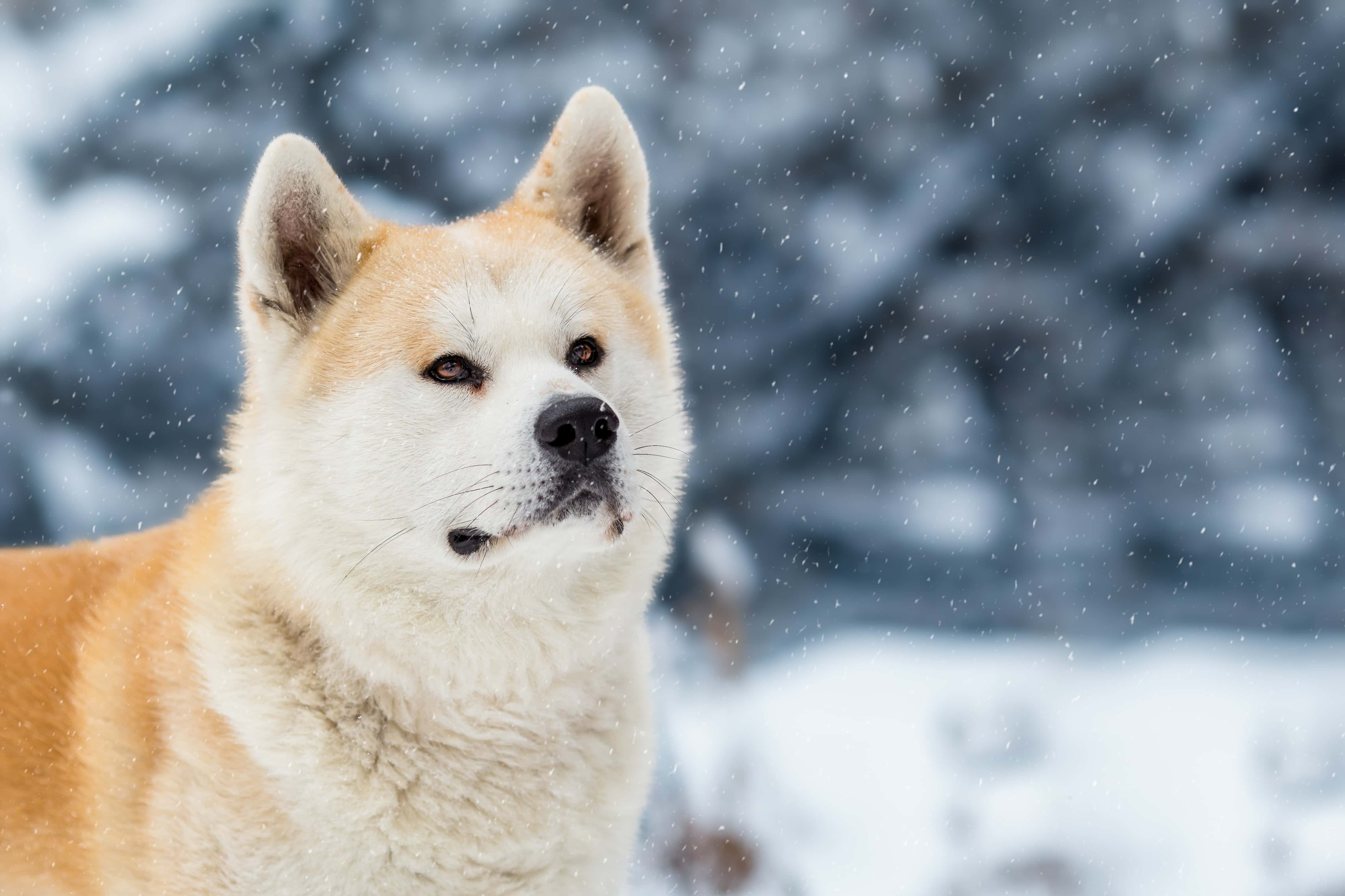 I Will Wait For You The Story Of Hachiko