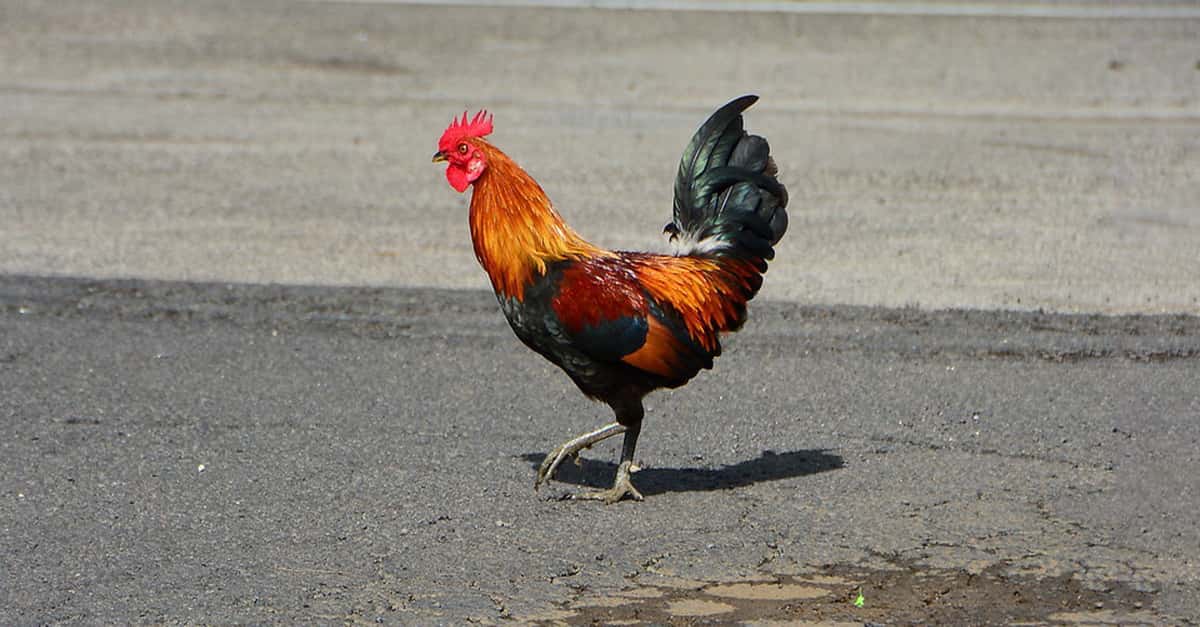 why-did-the-chicken-cross-the-road-the-odd-story-of-a-classic-joke