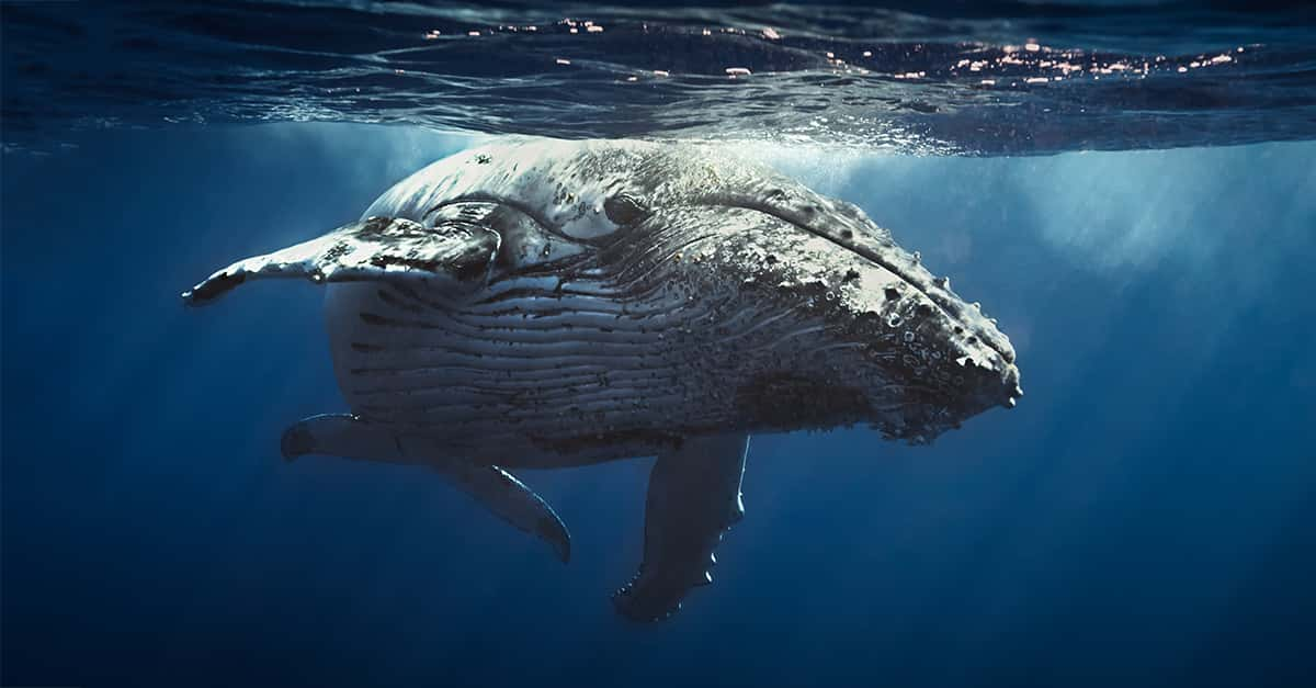 Are Whales Mammals? The Answer Might Surprise You